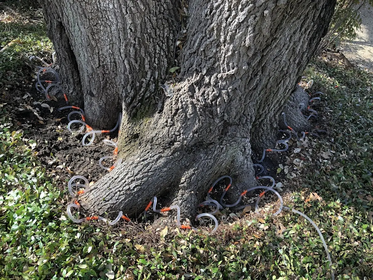 Detailed Tree Cabling and Bracing job site in Screven