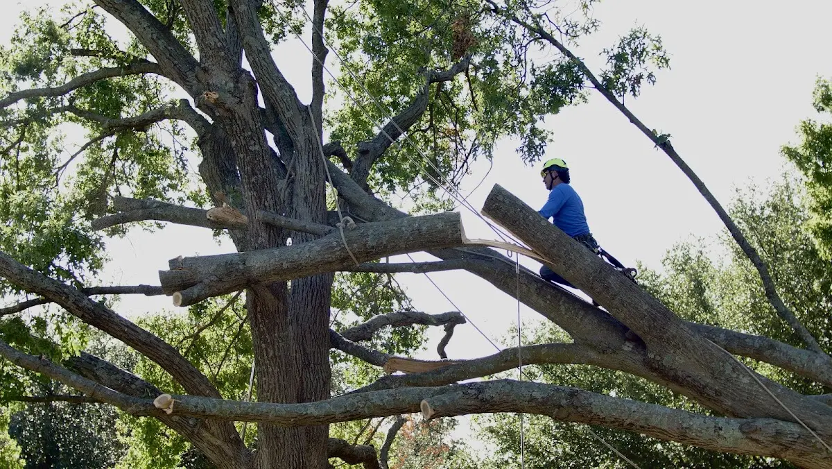 Professional Crown Thinning performed by certified arborists in Screven