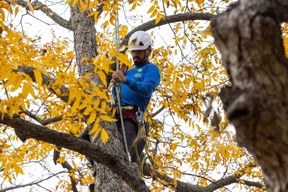 Skilled Tree Pruning crew working in Screven