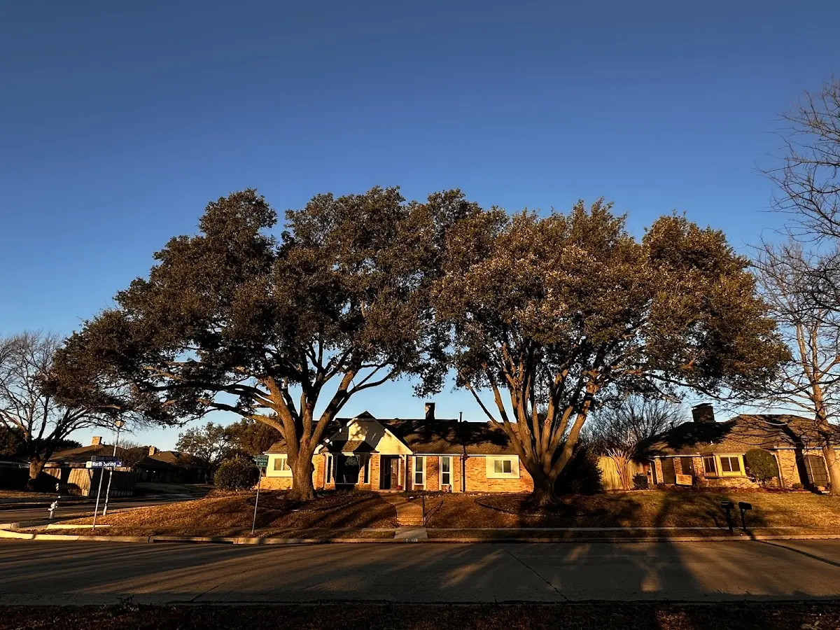 Established residential canopy tree shading a home in Screven